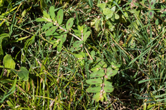 Euphorbia maculata