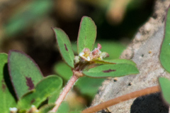 Euphorbia maculata