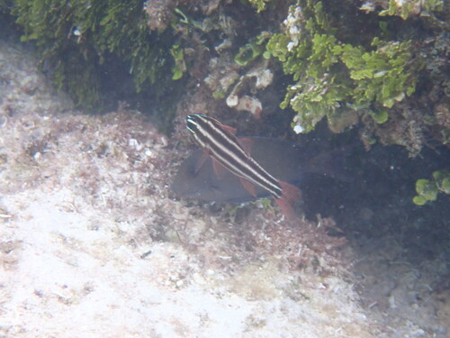 Blackstripe Cardinalfish