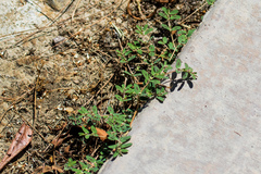 Euphorbia maculata