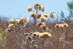 Cynara cardunculus