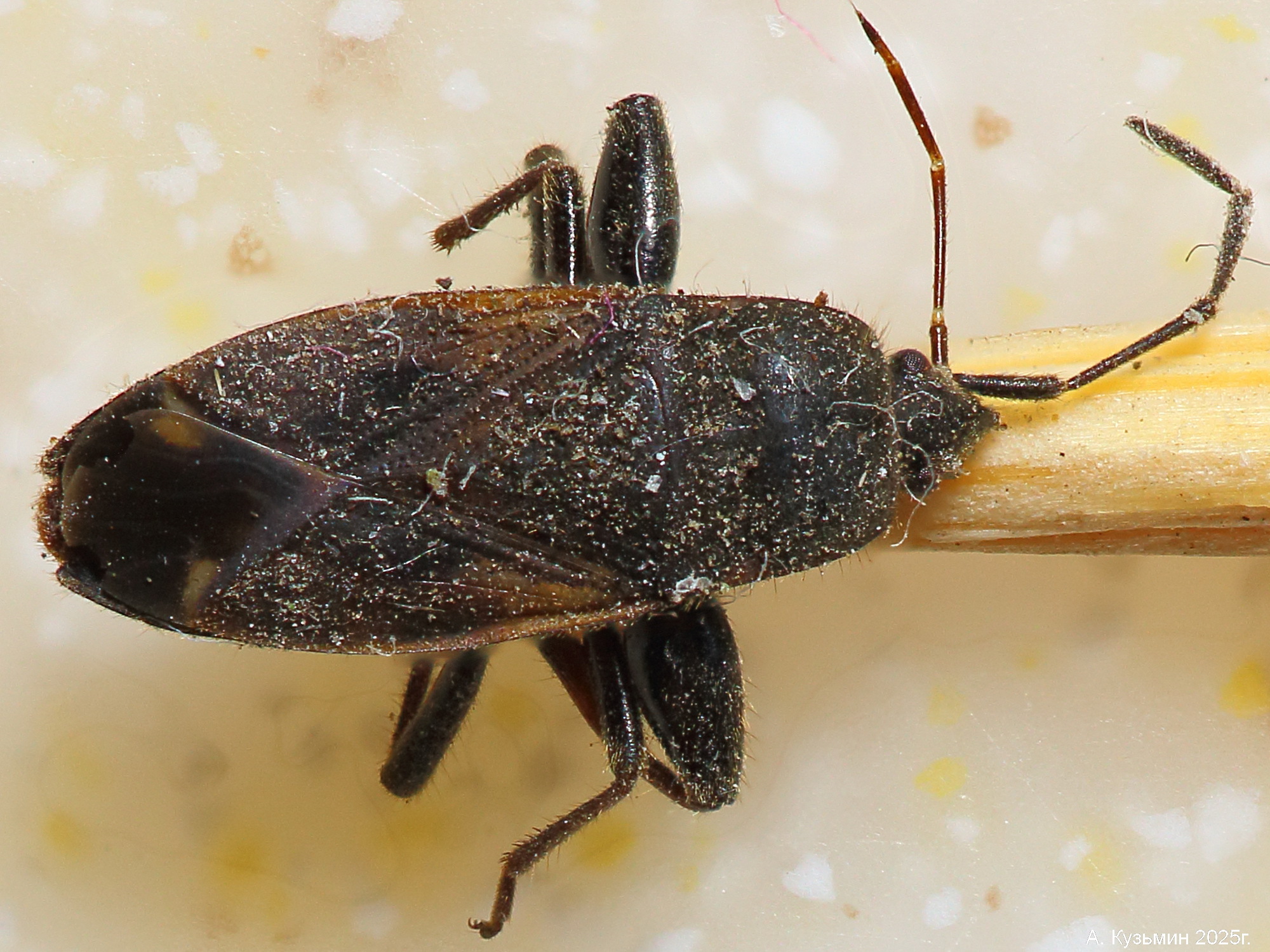 Клоп Eremocoris podagricus