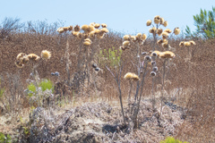 Cynara cardunculus