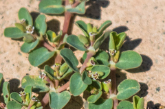 Euphorbia serpens