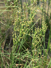 Fimbristylis quinquangularis