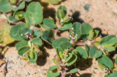 Euphorbia serpens