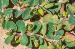 Euphorbia serpens