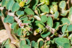 Euphorbia serpens