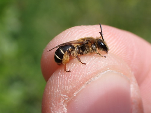 Red-backed Mining Bee