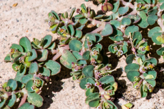 Euphorbia serpens