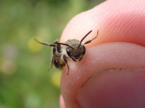 Andrena senecionis
