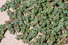 Euphorbia serpens