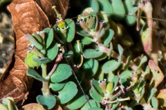 Euphorbia serpens