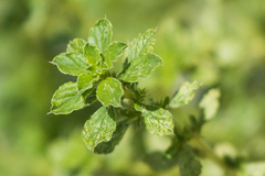 Amaranthus