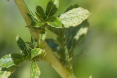 Amaranthus