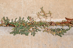 Euphorbia serpens