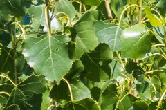 Populus fremontii