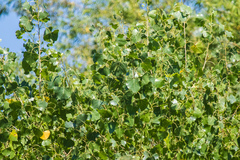 Populus fremontii