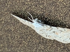 Iridopsis larvaria