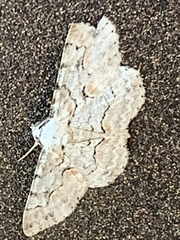 Iridopsis larvaria