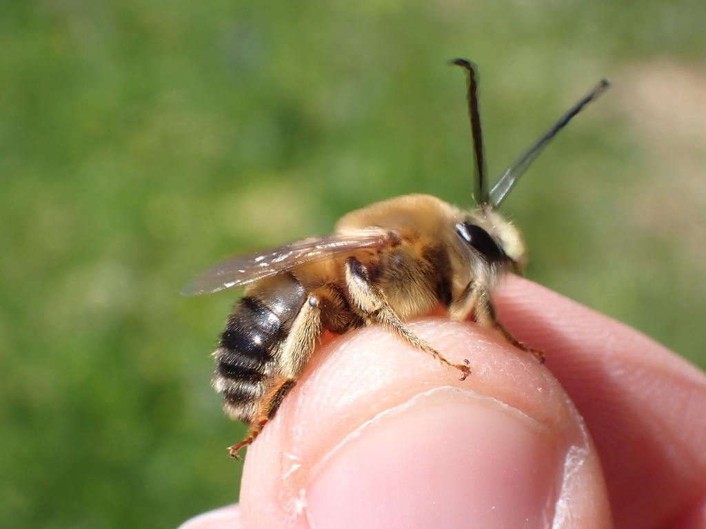 Eucera rufa