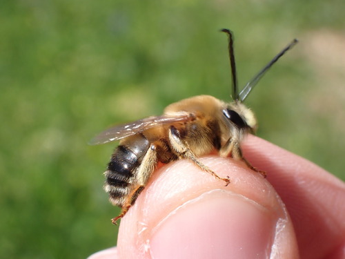 Eucera rufa