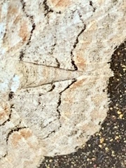 Iridopsis larvaria