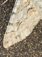 Iridopsis larvaria