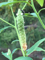 Sphenoclea zeylanica