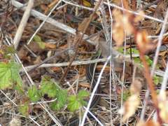Thamnophis sirtalis tetrataenia