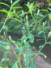 Sphenoclea zeylanica