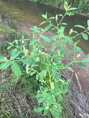 Sphenoclea zeylanica