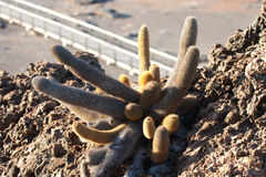 Brachycereus nesioticus
