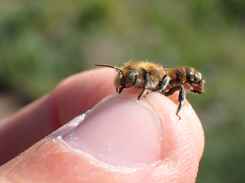 Osmia argyropyga