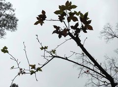 Liquidambar formosana