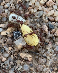 Pogonomyrmex occidentalis