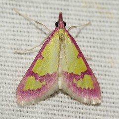 Choristostigma roseopennalis