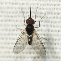 Neacreotrichus