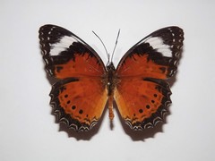 Cethosia penthesilea