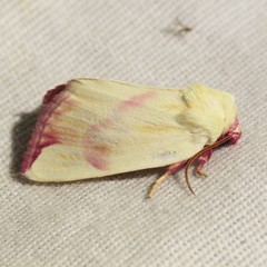 Thurberiphaga diffusa