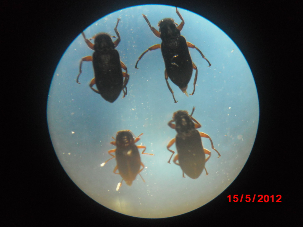 Heterelmis debilis