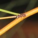 Ochyra variabilis - Photo 由 Kerry Stuart 所上傳的 (c) Kerry Stuart，保留部份權利CC BY-NC