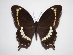 Papilio fuscus canopus