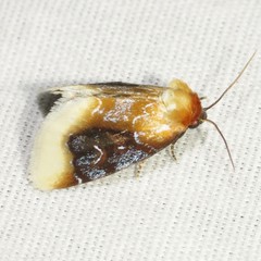 Chrysoecia scira