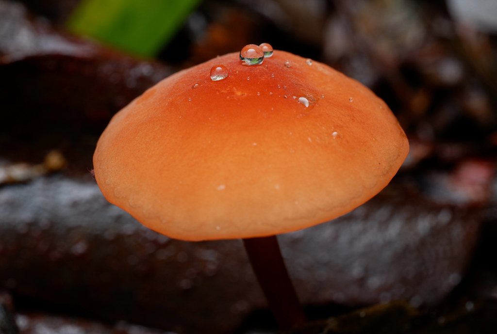 Marasmius elegans · April 2025 · photo: © celadonfern (iNaturalist, cc-by)