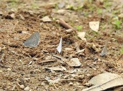 Celastrina lavendularis