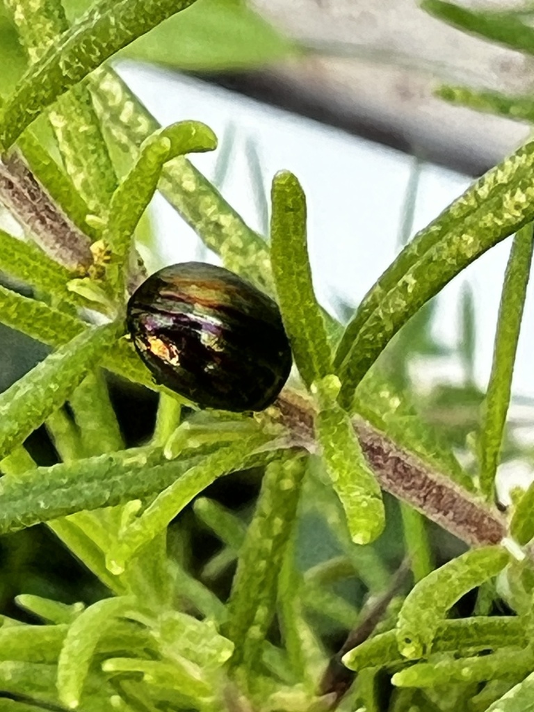 Crisomelide rosso verde