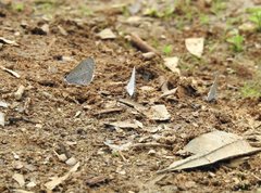 Celastrina lavendularis