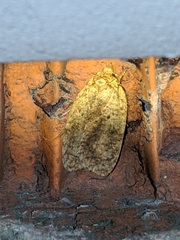 Agonopterix thelmae