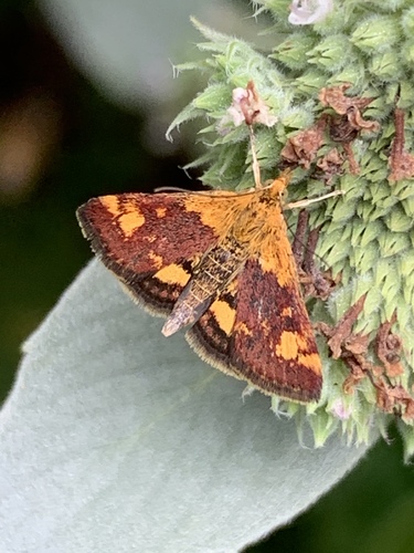 Orange Mint Moth photo 3